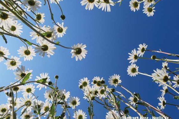 KoKoBe-Freizeitkalender: Sommerprogramm